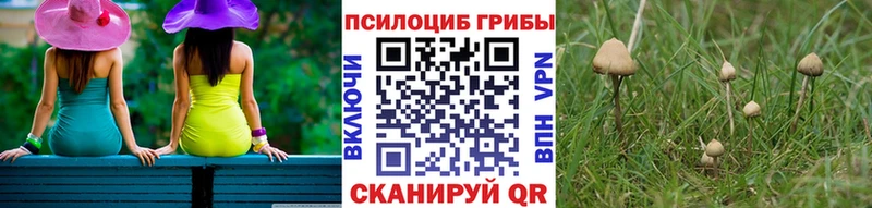 Галлюциногенные грибы Psilocybe  Боготол 